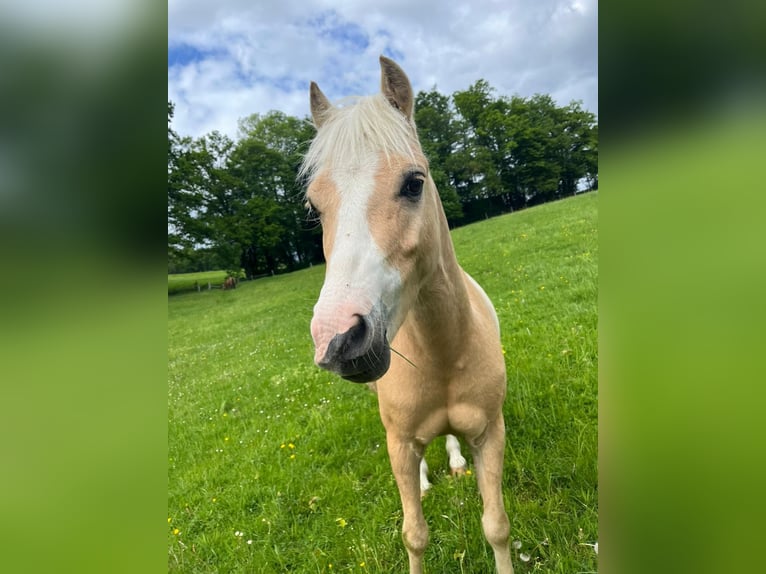 Welsh-B Mix Ruin 6 Jaar 120 cm Palomino in Lindlar
