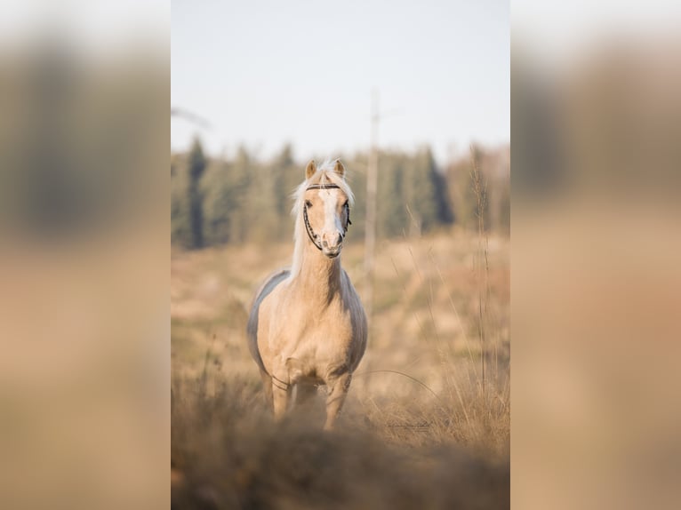 Welsh-B Mix Ruin 6 Jaar 120 cm Palomino in Lindlar