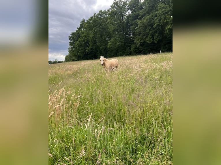 Welsh-B Mix Ruin 6 Jaar 120 cm Palomino in Lindlar
