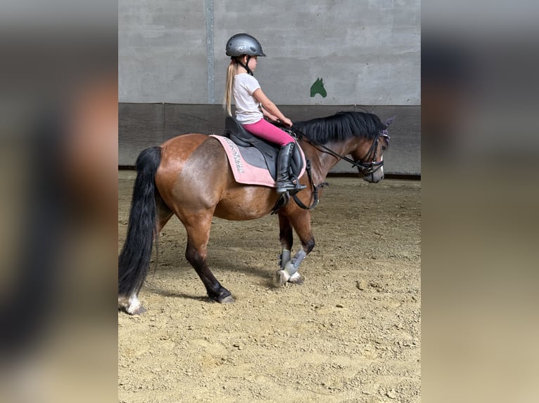 Welsh-B Ruin 6 Jaar 127 cm Bruin in Goch