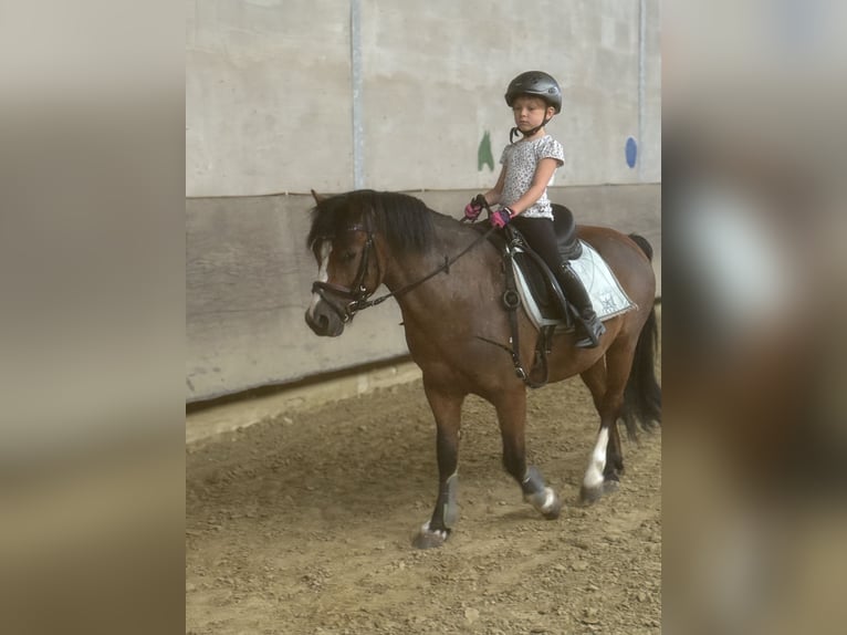 Welsh-B Ruin 6 Jaar 127 cm Bruin in Goch