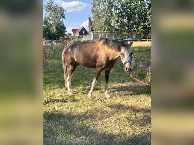 Welsh-B Ruin 6 Jaar 130 cm Buckskin in Leipzig
