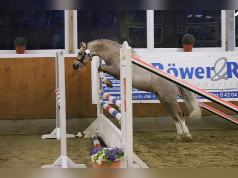 Welsh-B Ruin 6 Jaar 133 cm Palomino in Igel