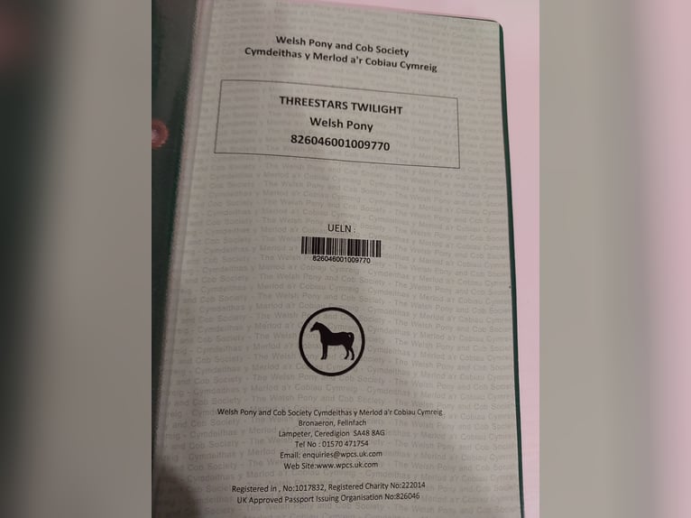 Welsh-B Ruin 6 Jaar 133 cm Vos in Sulzfeld