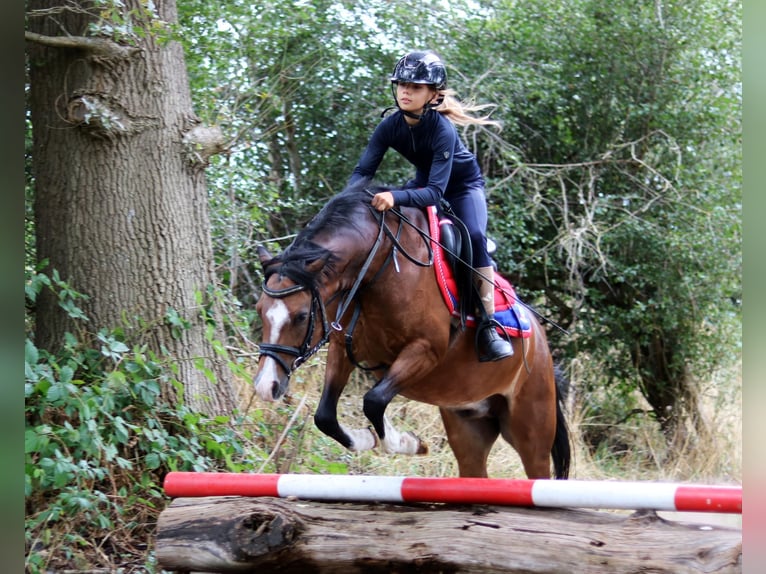 Welsh-B Ruin 6 Jaar 135 cm Bruin in Wildeshausen