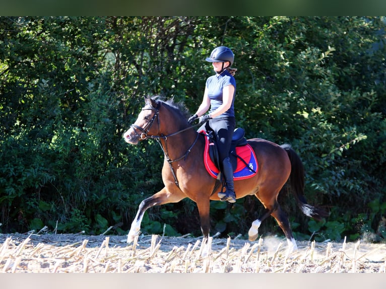Welsh-B Ruin 6 Jaar 135 cm Bruin in Wildeshausen