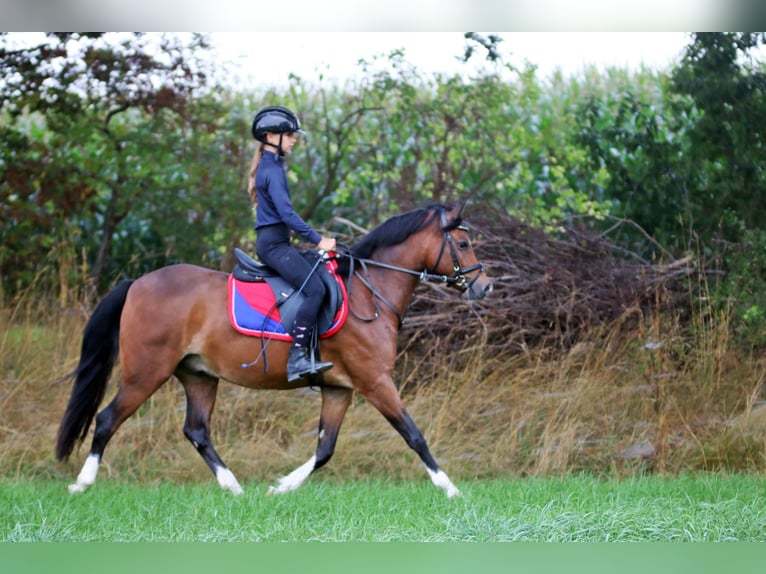 Welsh-B Ruin 6 Jaar 135 cm Bruin in Wildeshausen