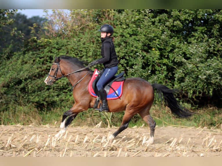 Welsh-B Ruin 6 Jaar 135 cm Bruin in Wildeshausen