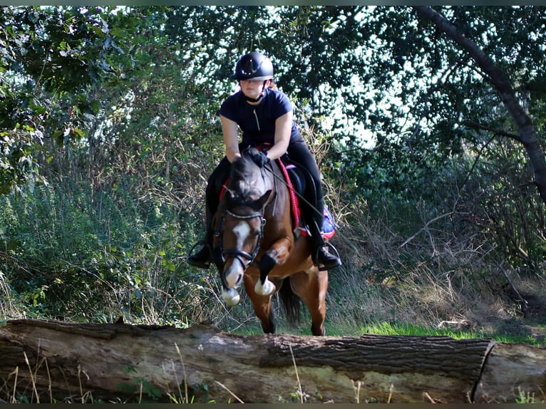 Welsh-B Ruin 6 Jaar 135 cm Bruin in Wildeshausen