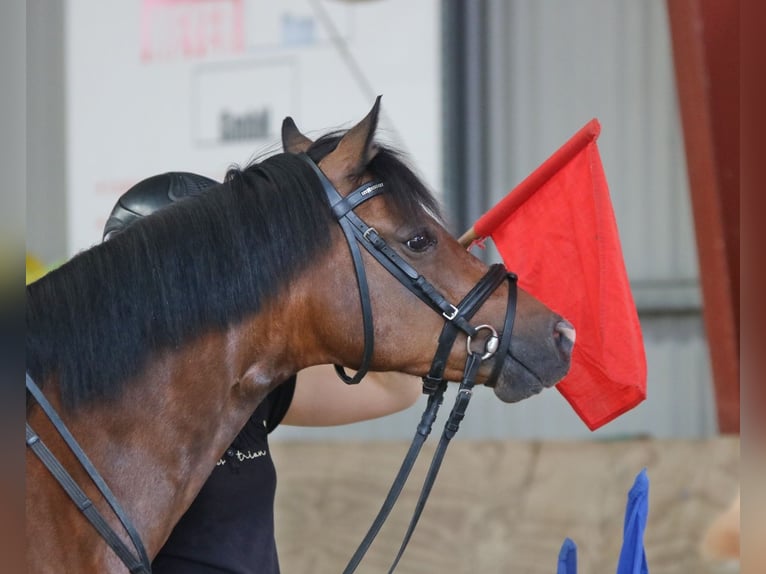 Welsh-B Ruin 6 Jaar 135 cm Bruin in Wildeshausen