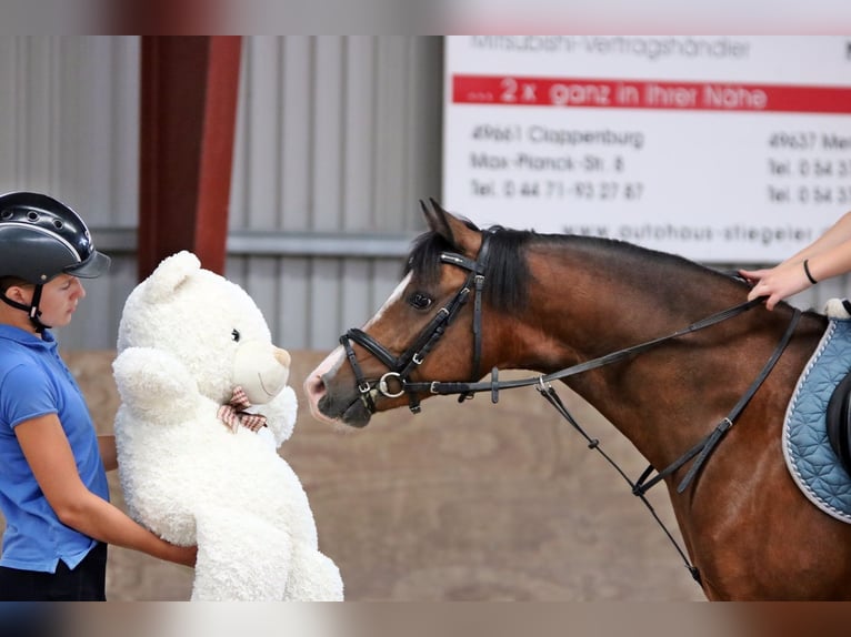 Welsh-B Ruin 6 Jaar 135 cm Bruin in Wildeshausen