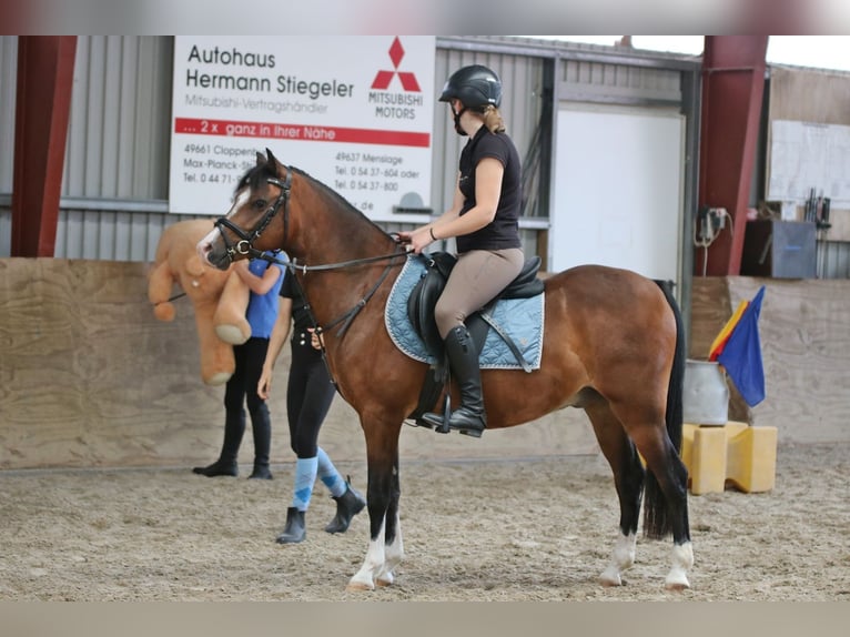 Welsh-B Ruin 6 Jaar 135 cm Bruin in Wildeshausen