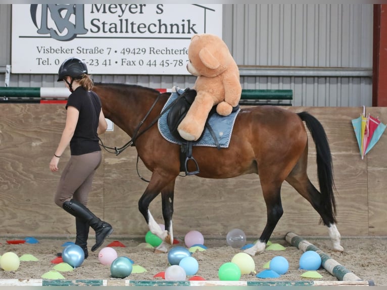 Welsh-B Ruin 6 Jaar 135 cm Bruin in Wildeshausen