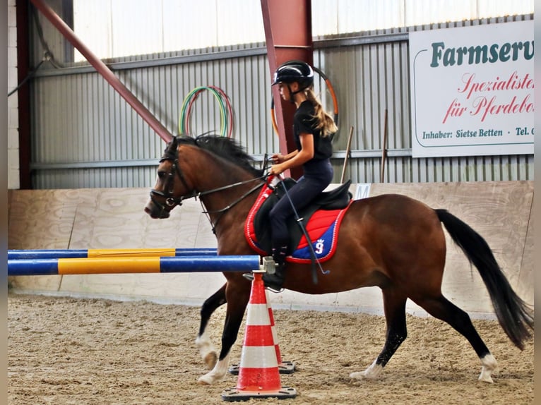Welsh-B Ruin 6 Jaar 135 cm Bruin in Wildeshausen