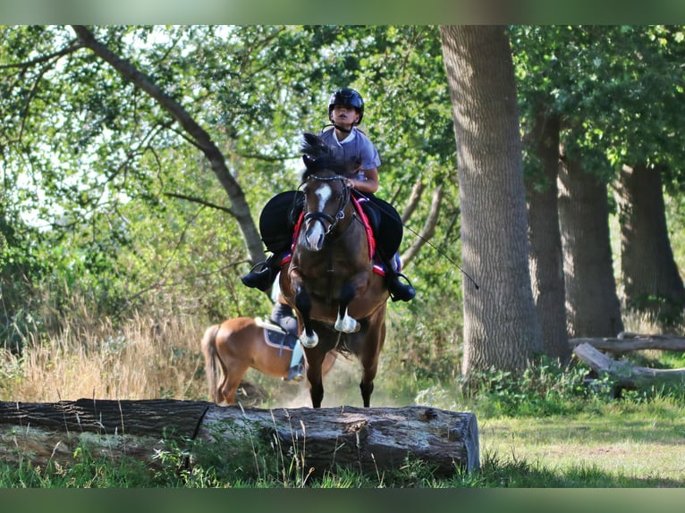 Welsh-B Ruin 6 Jaar 135 cm Bruin in Wildeshausen