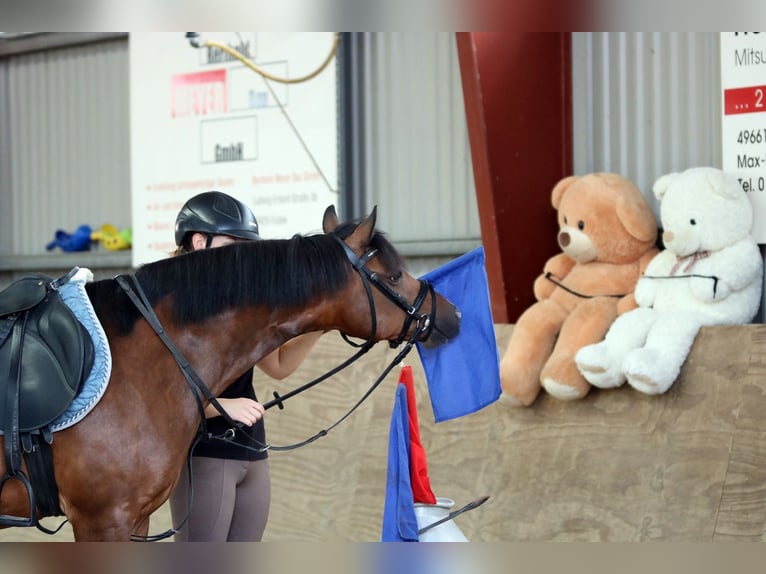 Welsh-B Ruin 6 Jaar 135 cm Bruin in Wildeshausen