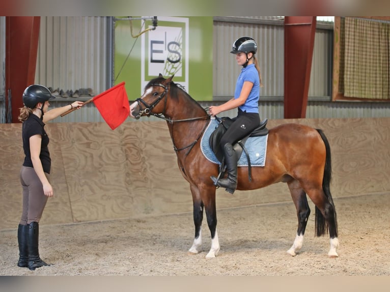 Welsh-B Ruin 6 Jaar 135 cm Bruin in Wildeshausen