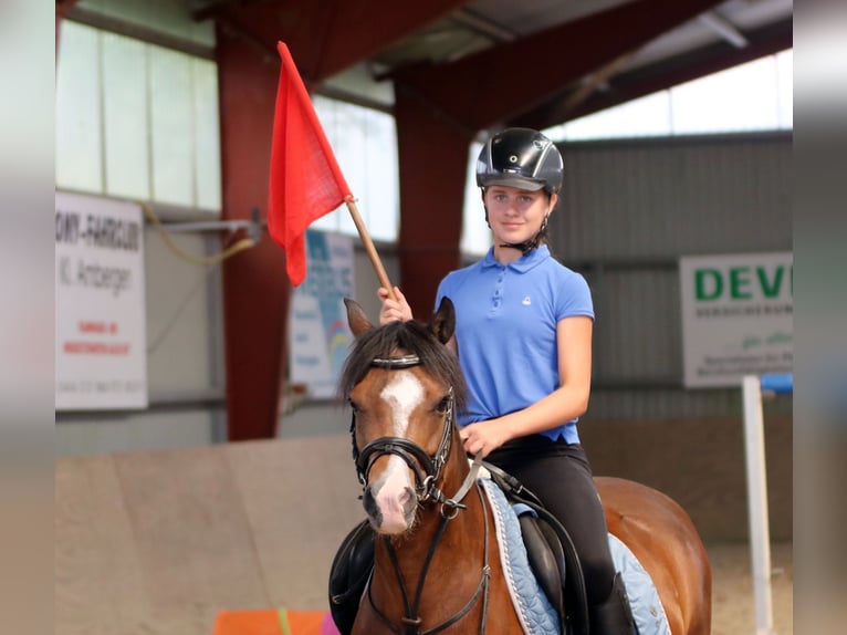 Welsh-B Ruin 6 Jaar 135 cm Bruin in Wildeshausen