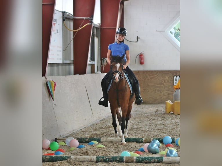 Welsh-B Ruin 6 Jaar 135 cm Bruin in Wildeshausen