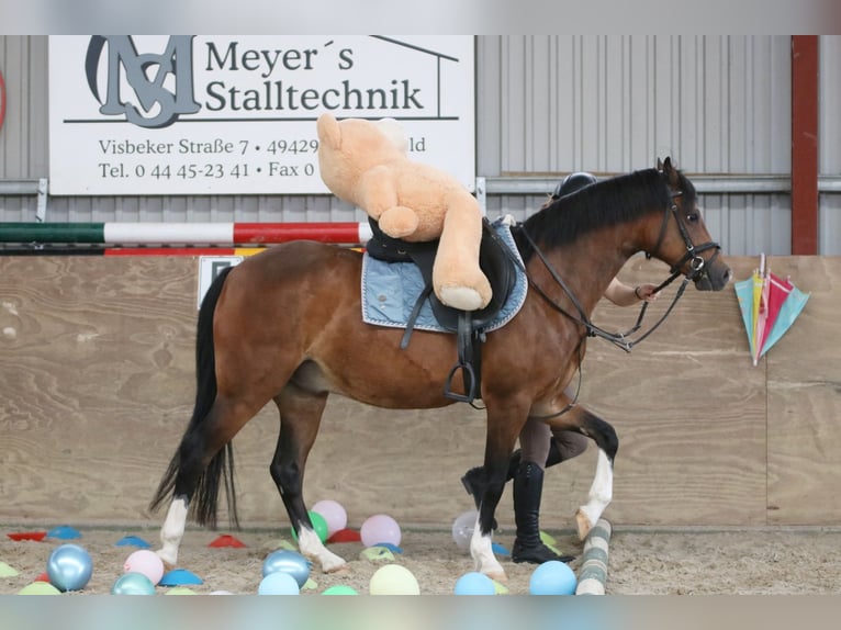 Welsh-B Ruin 6 Jaar 135 cm Bruin in Wildeshausen