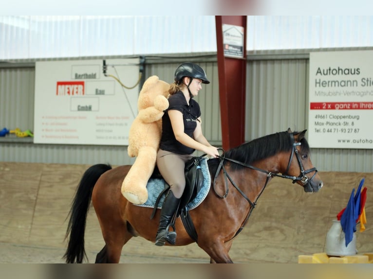 Welsh-B Ruin 6 Jaar 135 cm Bruin in Wildeshausen