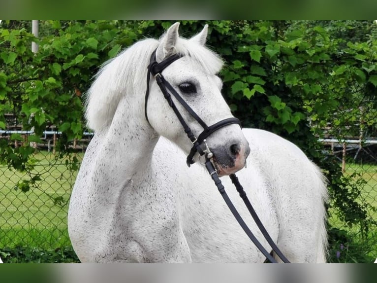 Welsh-B Ruin 6 Jaar 135 cm Schimmel in Határ utca 25