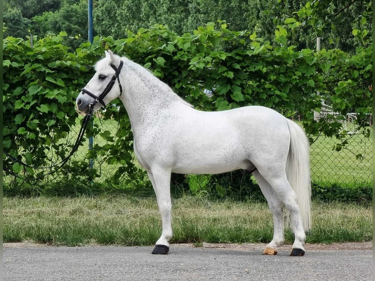 Welsh-B Ruin 6 Jaar 135 cm Schimmel in Határ utca 25
