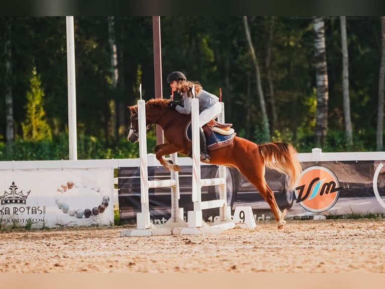 Welsh-B Ruin 6 Jaar Roodbruin in Cesis