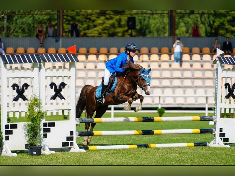 Welsh-B Ruin 7 Jaar 125 cm Donkere-vos in Riga