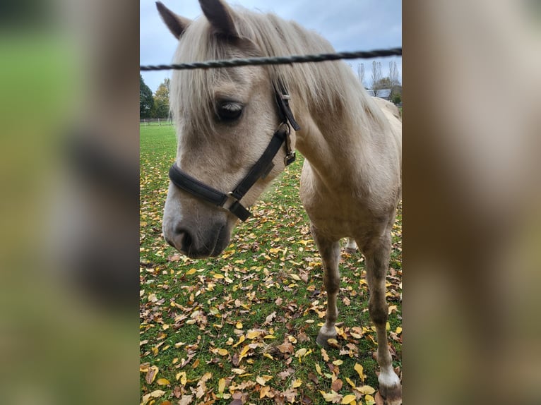 Welsh-B Ruin 7 Jaar 130 cm Palomino in Langwedel