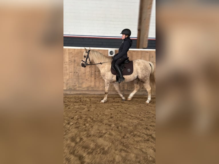 Welsh-B Ruin 7 Jaar 130 cm Palomino in Langwedel