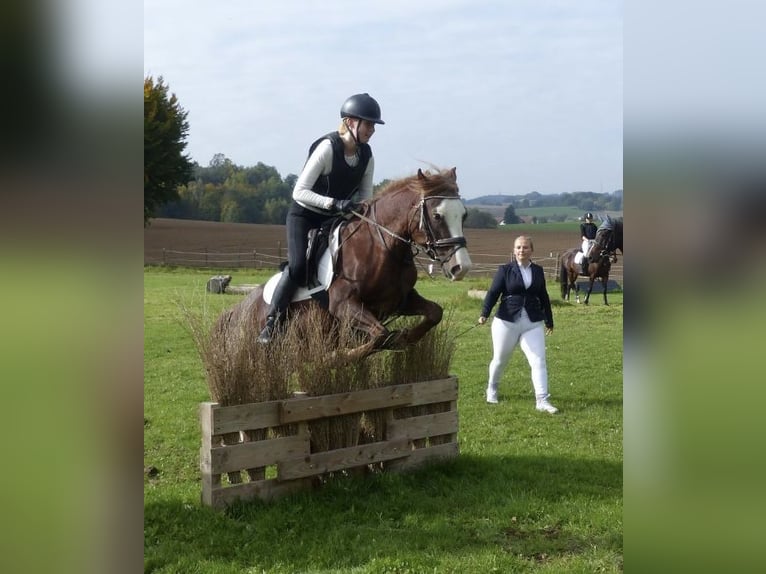 Welsh-B Ruin 7 Jaar 140 cm Donkere-vos in Aichach