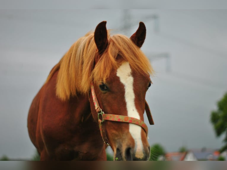 Welsh-B Ruin 8 Jaar 135 cm Donkere-vos in Heidenheim an der Brenz