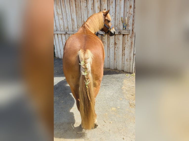 Welsh-B Ruin 8 Jaar 136 cm Donkere-vos in Coburg