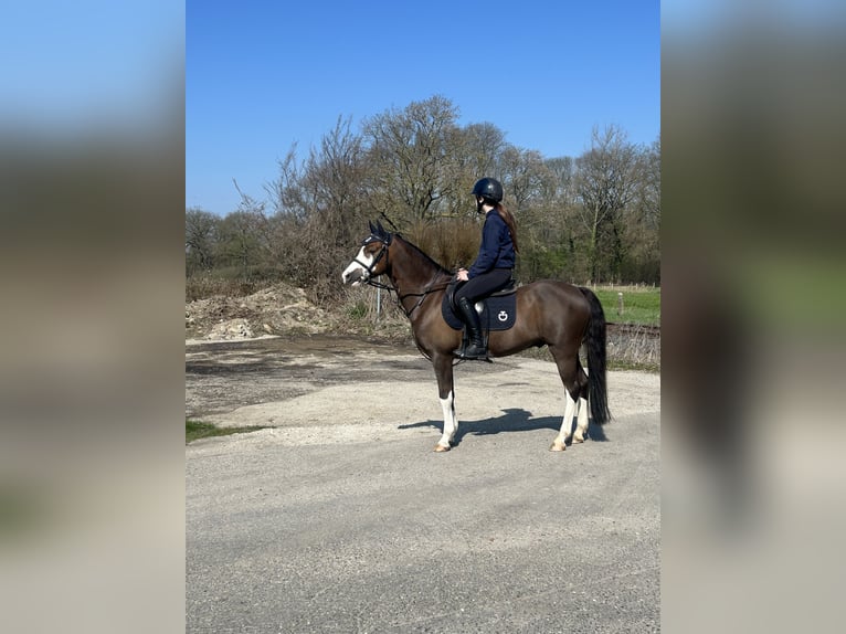 Welsh-B Ruin 8 Jaar 137 cm Donkere-vos in Urmond