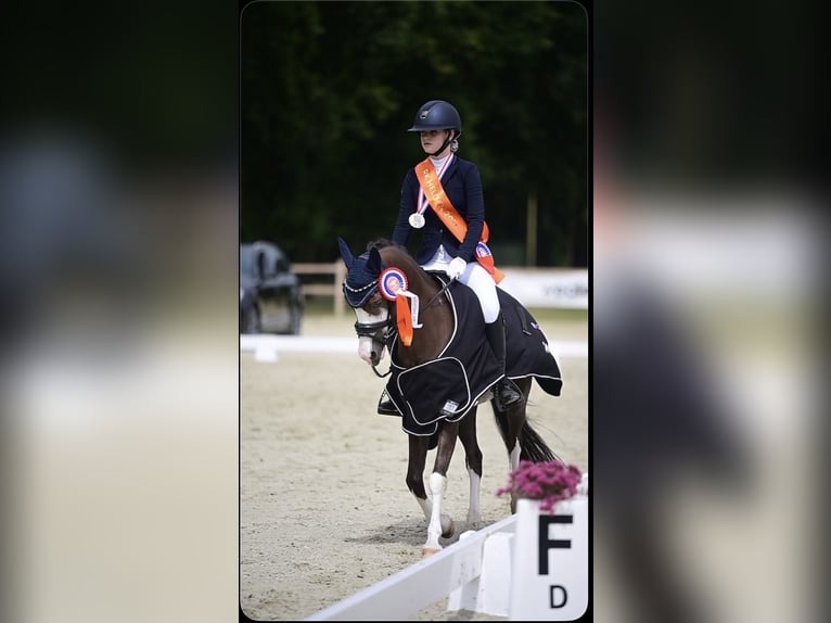 Welsh-B Ruin 8 Jaar 137 cm Donkere-vos in Urmond