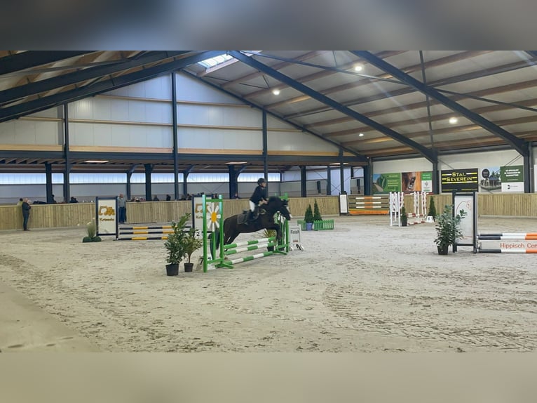 Welsh-B Ruin 9 Jaar 127 cm Donkerbruin in Elst
