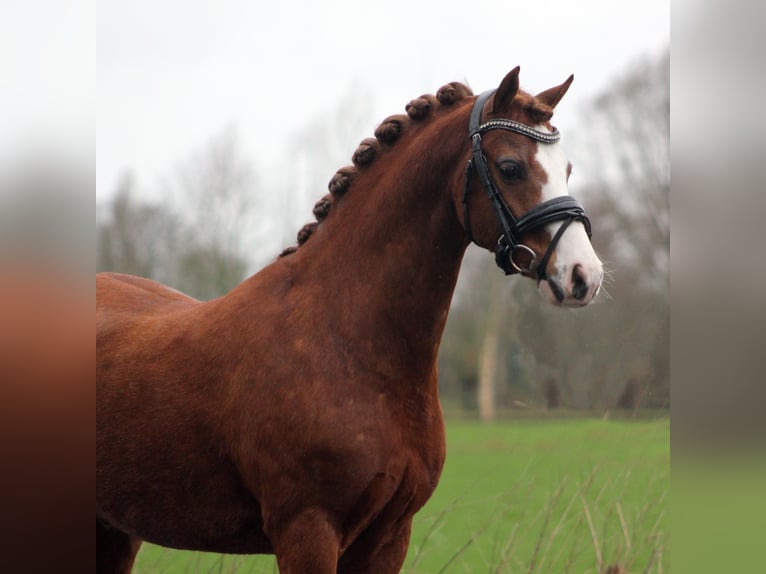 Welsh-B Ruin 9 Jaar 127 cm Vos in Hengelo (Gld)