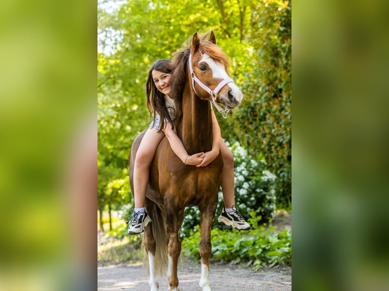 Welsh-B Ruin 9 Jaar 130 cm Donkere-vos in Oss