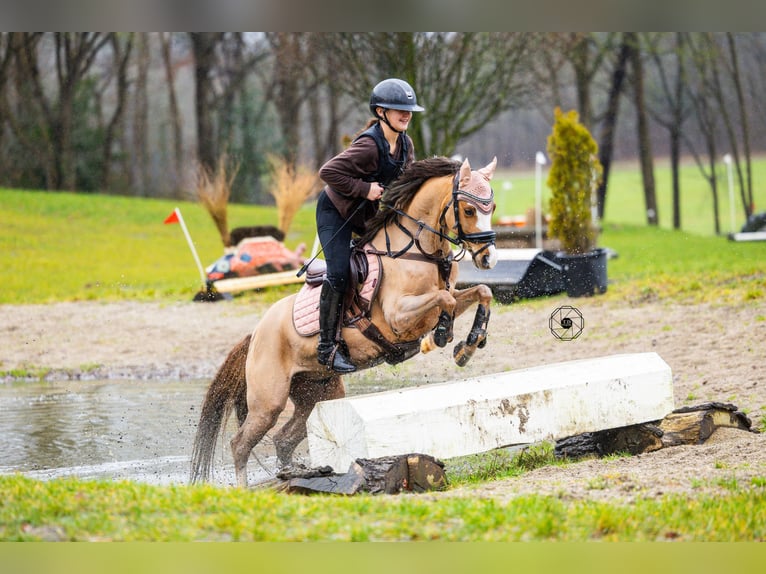 Welsh-B Ruin 9 Jaar 130 cm Donkere-vos in Oss