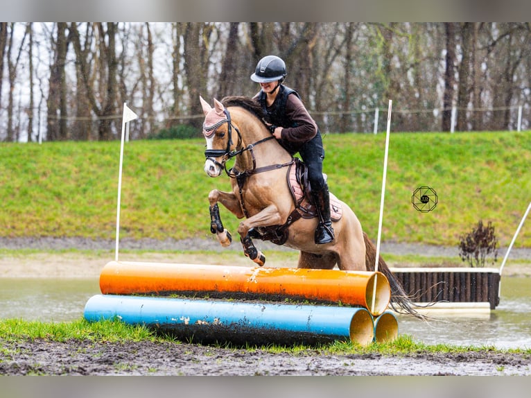 Welsh-B Ruin 9 Jaar 130 cm Donkere-vos in Oss