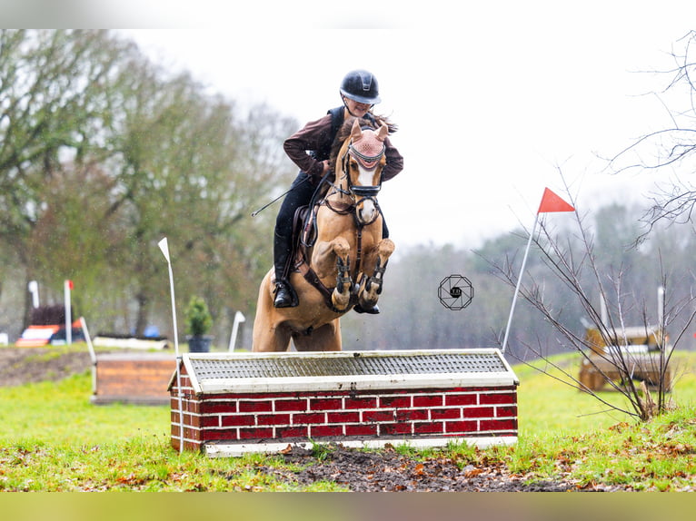 Welsh-B Ruin 9 Jaar 130 cm Donkere-vos in Oss