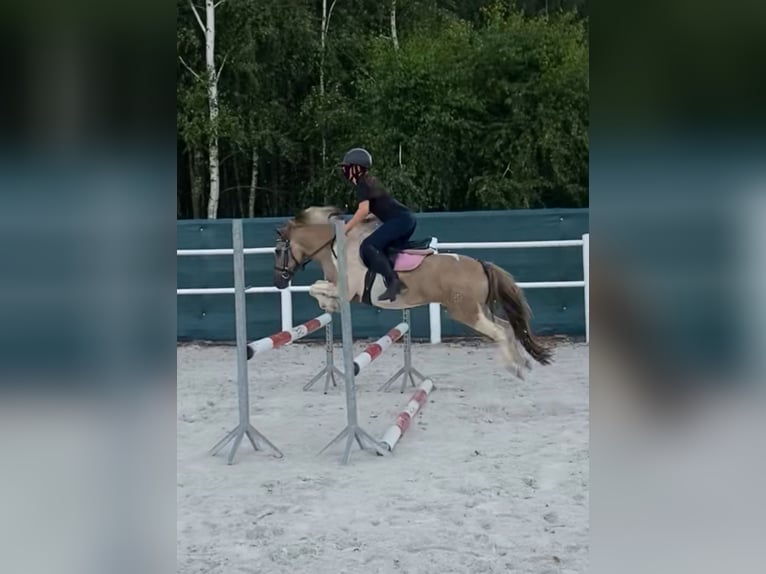 Welsh-B Mix Ruin 9 Jaar 130 cm Gevlekt-paard in Łęg Tarnowski