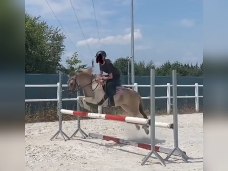 Welsh-B Mix Ruin 9 Jaar 130 cm Gevlekt-paard in Łęg Tarnowski