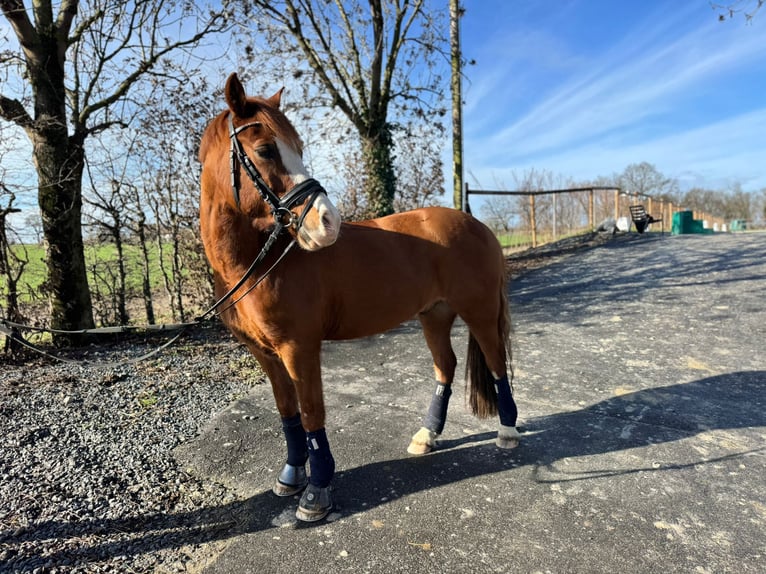 Welsh-B Ruin 9 Jaar 134 cm Vos in Heinsberg