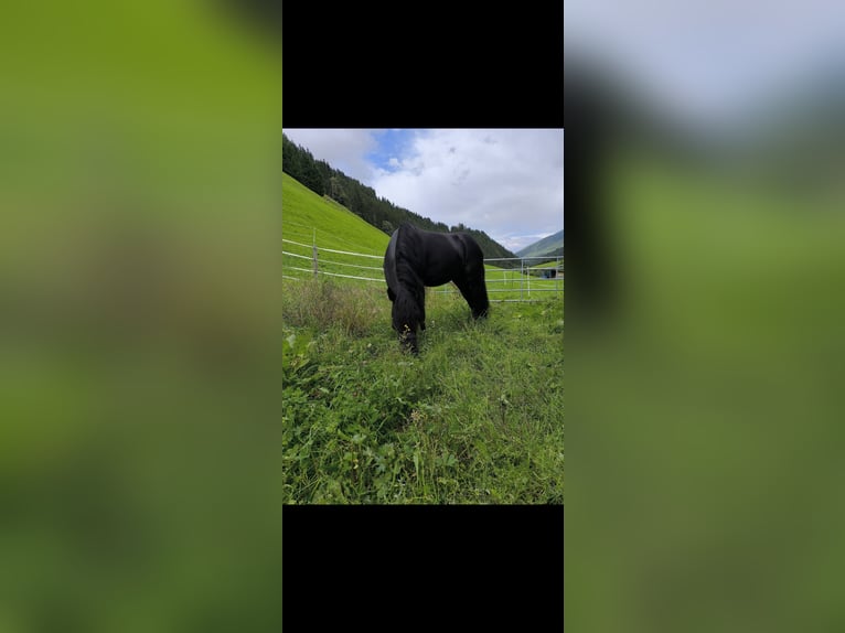 Welsh-B Ruin 9 Jaar 137 cm Zwart in Gries im Sellrain