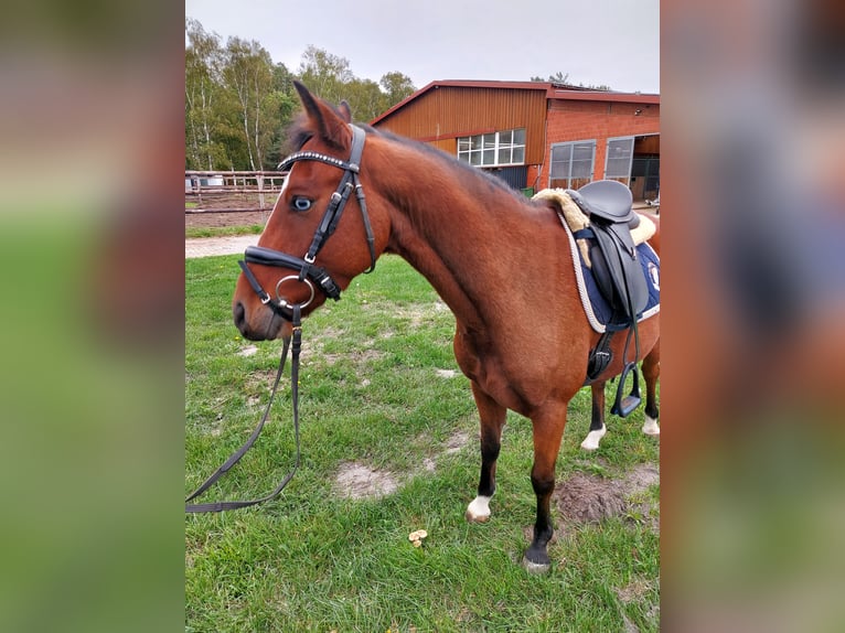 Welsh-B Mix Ruin 9 Jaar 138 cm Bruin in Gifhorn