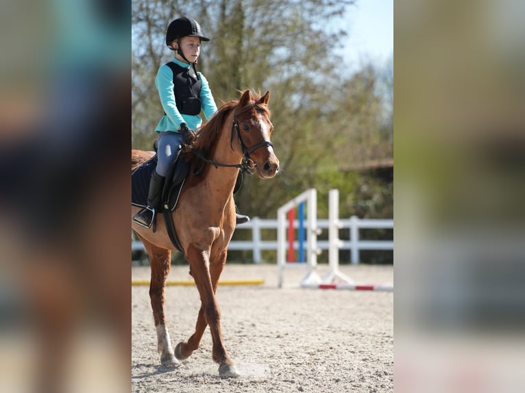 Welsh-B Sconosciuto 13 Anni 128 cm Sauro in Wächtersbach