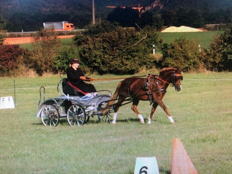 Welsh B Stallion 11 years 13,1 hh Chestnut-Red in Erpolzheim