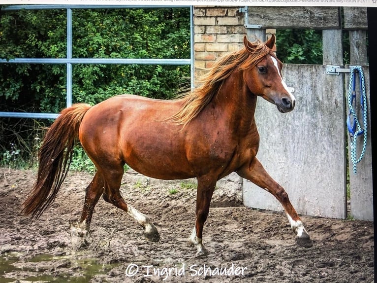 Welsh B Stallion 11 years 13,1 hh Chestnut-Red in Erpolzheim